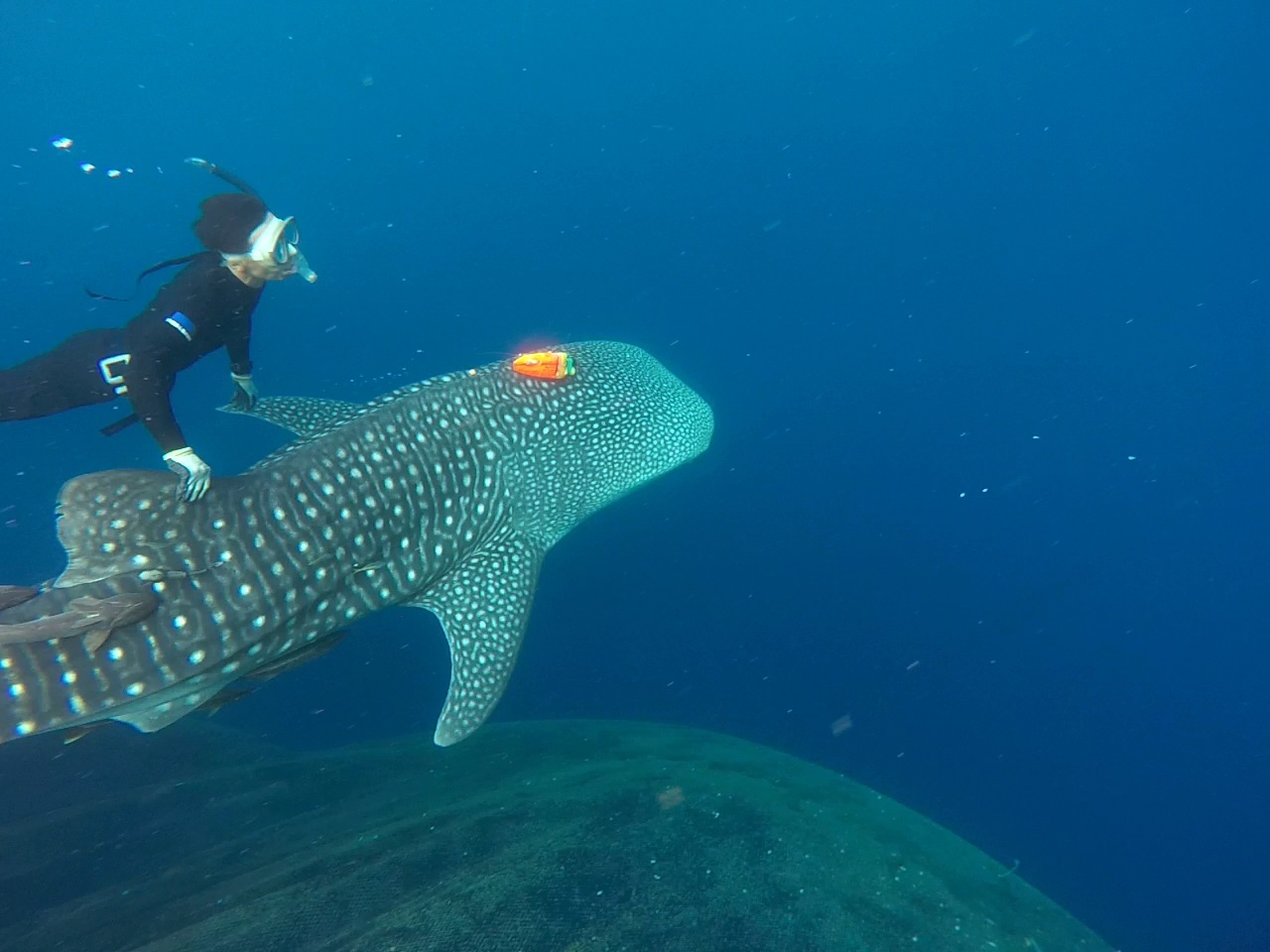The whale sharks were released into the wild,were attached behavioral records and thermometers.