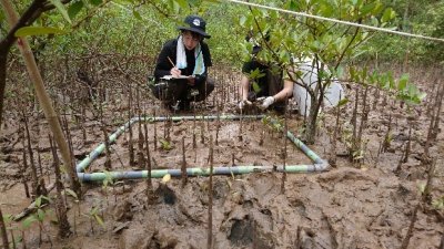 マングローブ呼吸根密度を記録するながさき海援隊メンバーとカントー大学学生