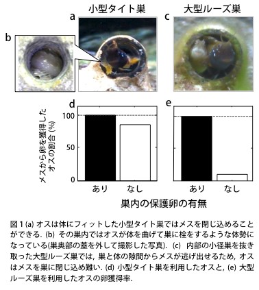 体外受精種におけるオスの強制配偶の実証