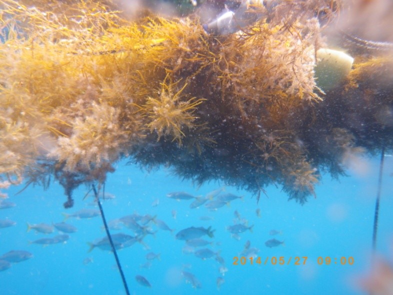 昼間に流れ藻の周りを泳ぐブリ属稚魚