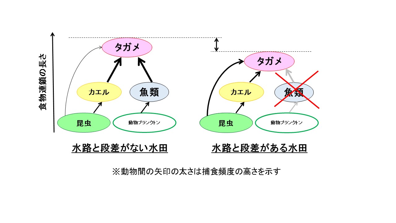 図