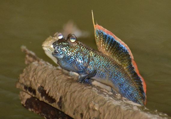 Periophthalmodon septemradiatus