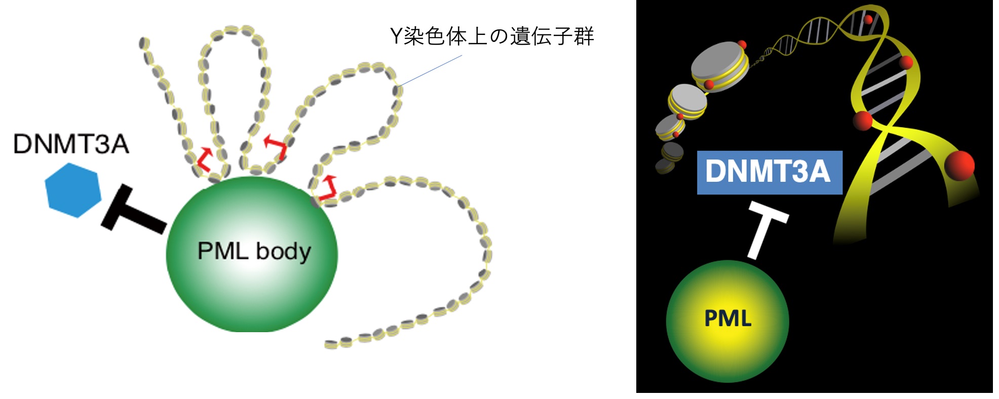 図２：PMLボディによる遺伝子制御