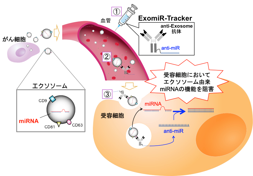 図１　体液中microRNAを標的とした新しい薬物送達システム