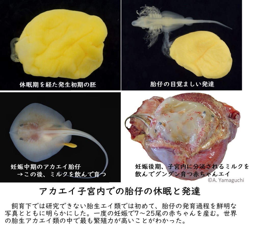 アカエイ子宮内での胎仔の休眠と発達