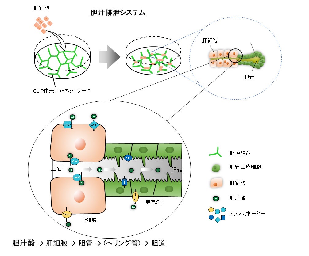 胆汁排泄システム