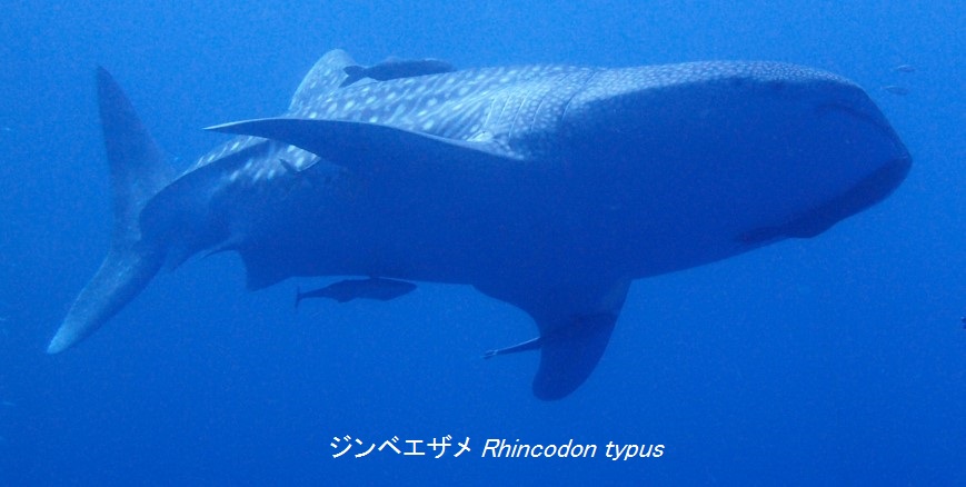 ジンベエザメ Rhincodon typus