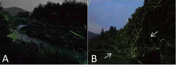 ゲンジボタルの明滅パターンの違い