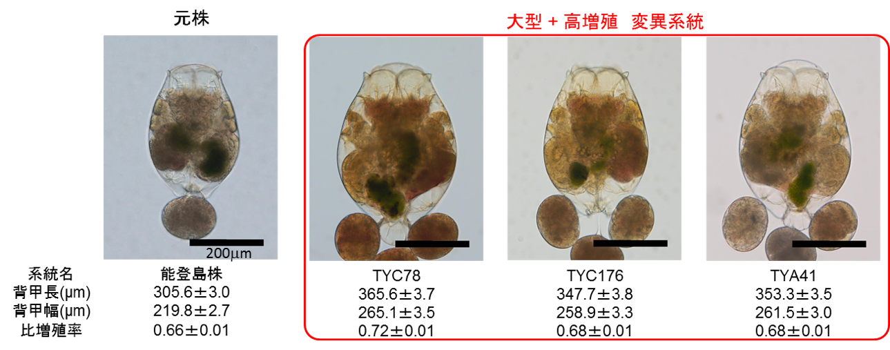 図2  実用化を目指す大型でかつ高増殖のワムシ系統