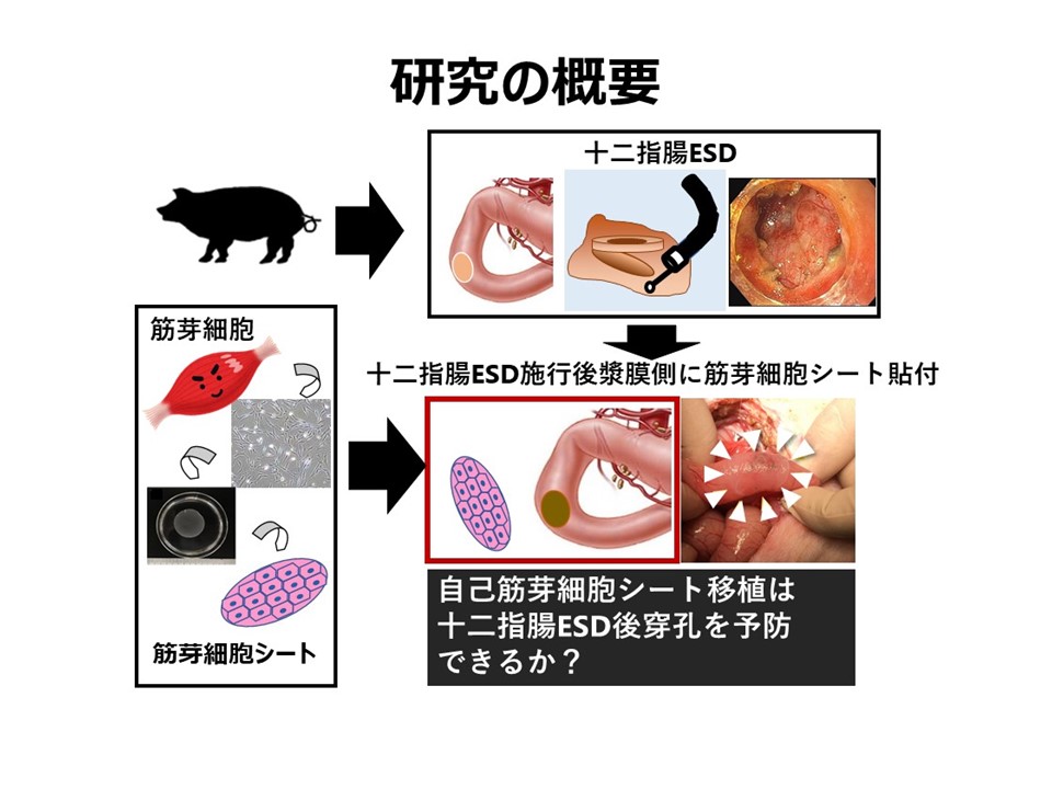 研究の概要