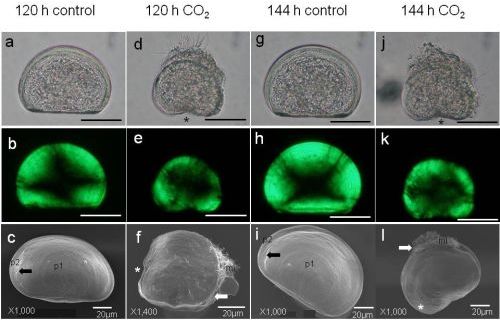 自然海水(control)およびpCO2を2000μatmに上昇させた海水中(CO2)で120時間および144時間飼育したムラサキイガイの幼生