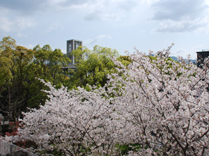 桜