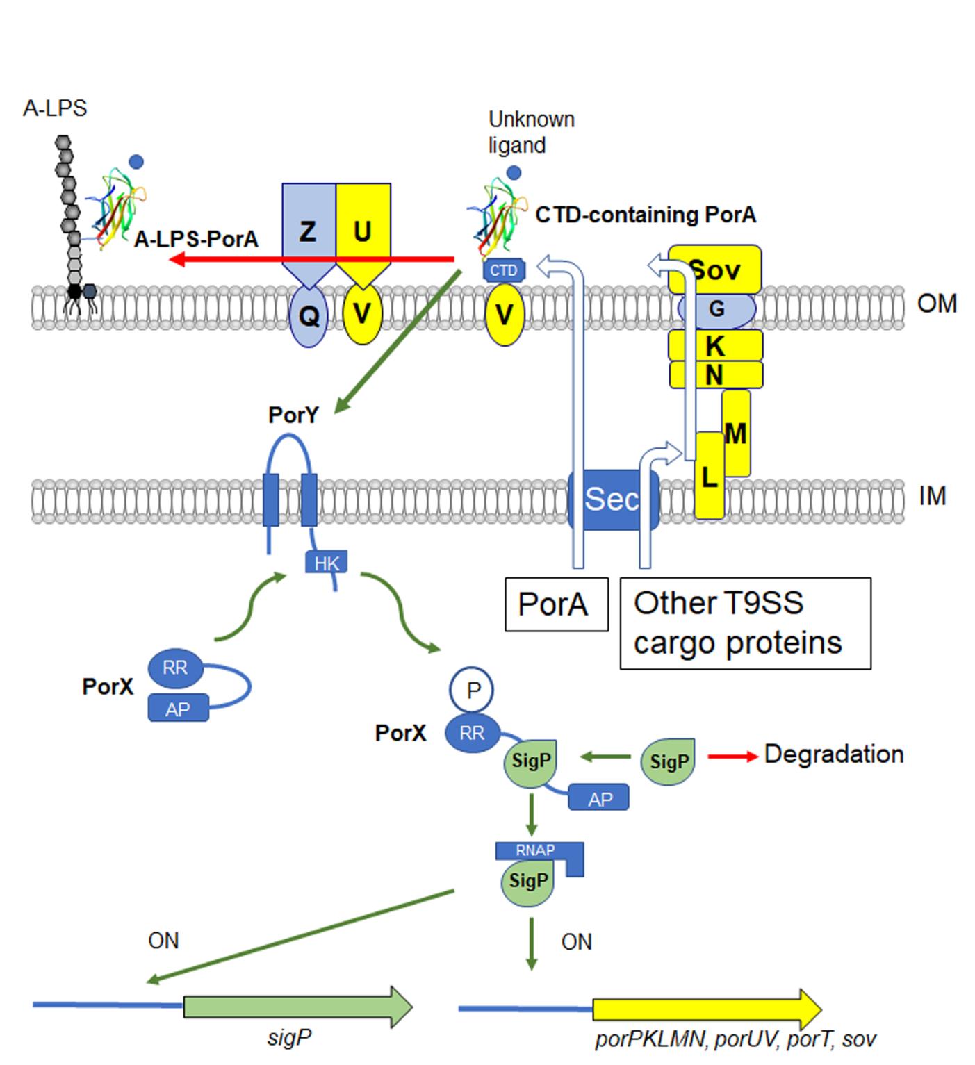 Fig. 1. Proposed model of regulation of the T9SS gene expression in P. gingivalis.