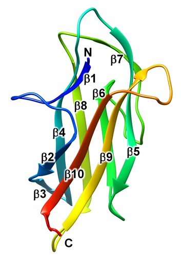 Fig. 2. Structure of the PorA protein.