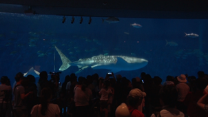 かごしま水族館のユウユウ