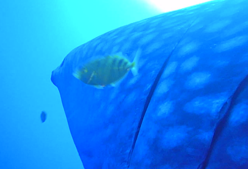 左の胸びれに取り付けられたカメラの映像（映っている魚はコガネシマアジ）