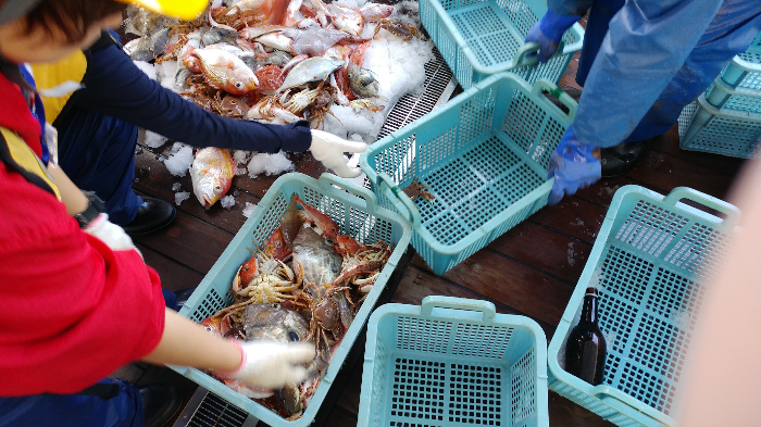 長崎丸によるトロール実習で採取した魚介類をソーティングする様子