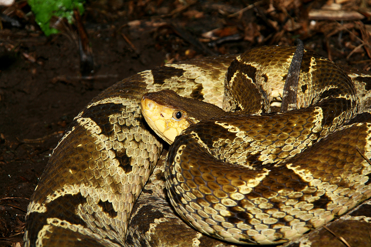 雌のBothrops asper（テルシオペロ）。コスタリカや新熱帯区の国々で発生する蛇咬症の多くはこの蛇によるもの。