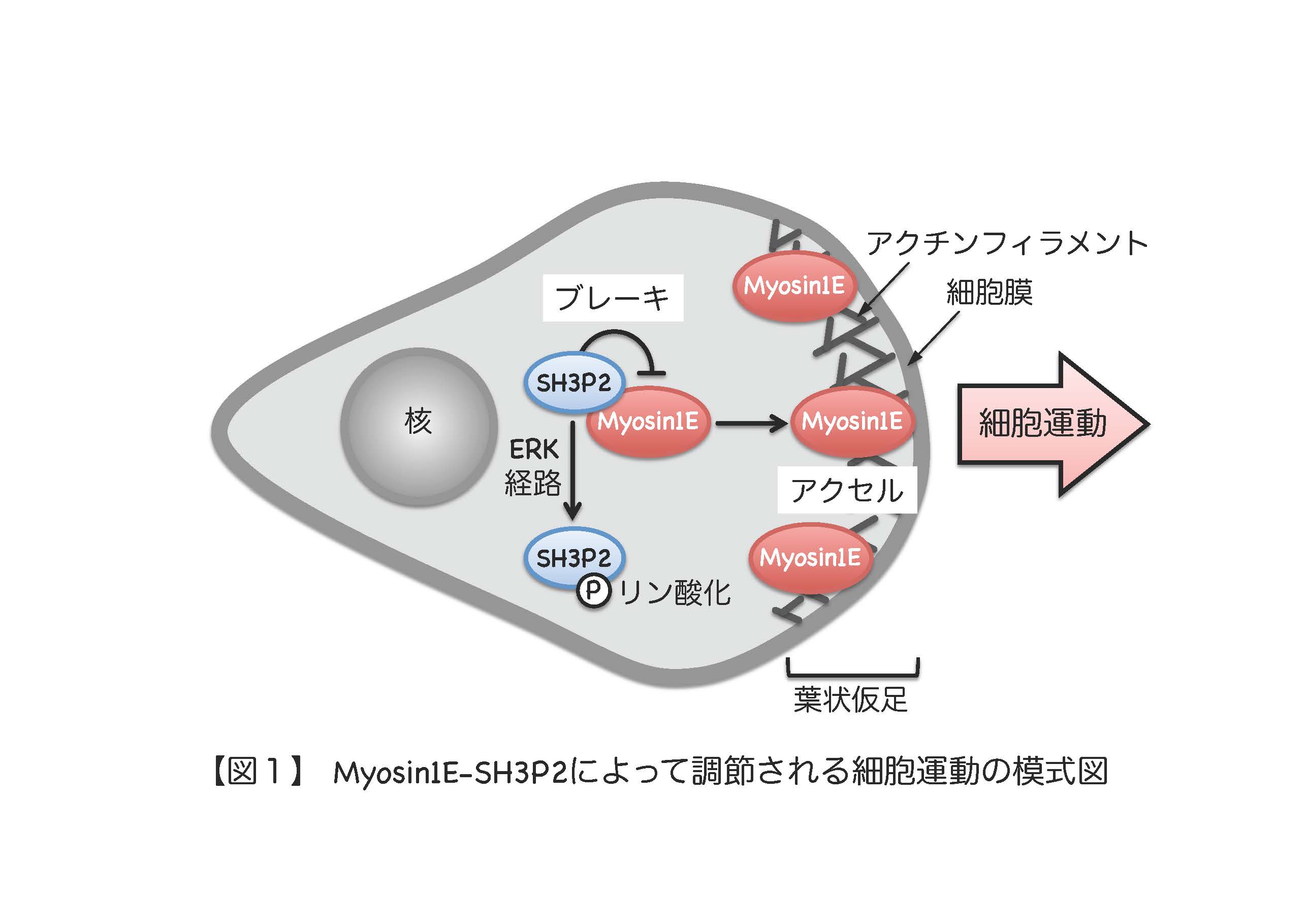 Myosin1E-SH3P2によって調節される細胞運動の模式図