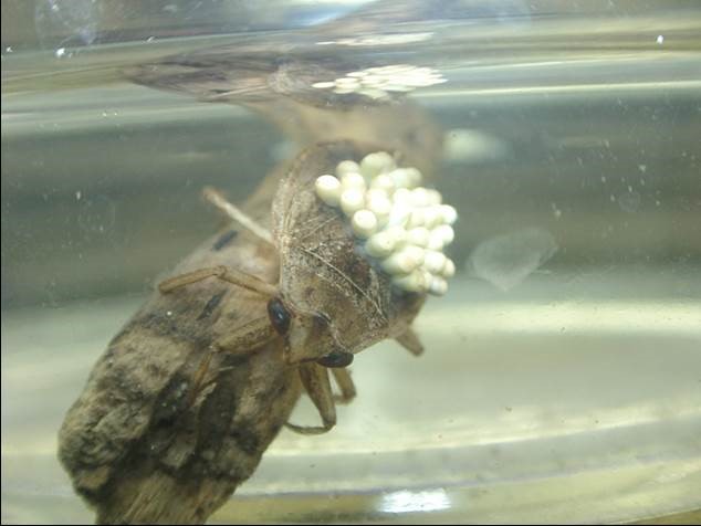 背中で卵塊を保育するコオイムシのオス