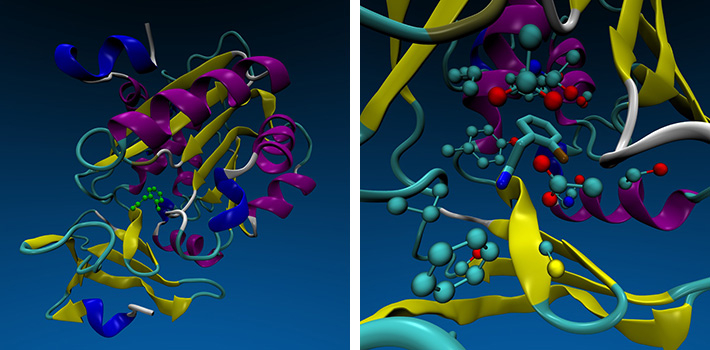 図3. X線結晶構造解析で明らかにした（左）スペルミジン合成酵素とヒット化合物の全体構造及び（右）ヒット化合物が結合する部位の拡大
