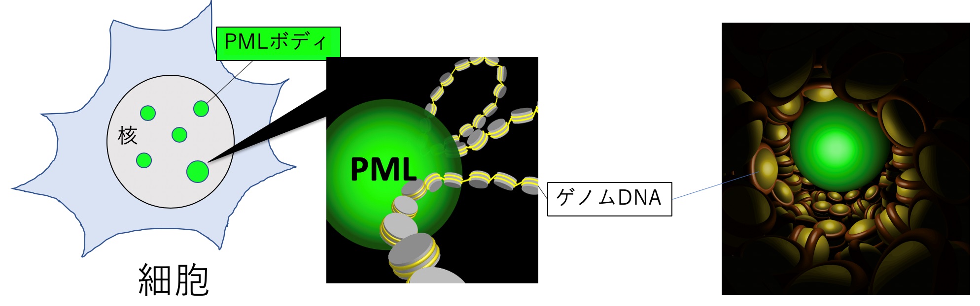 図１：PMLボディは細胞の核内にゲノムDNAと一緒に存在する球状の構造体