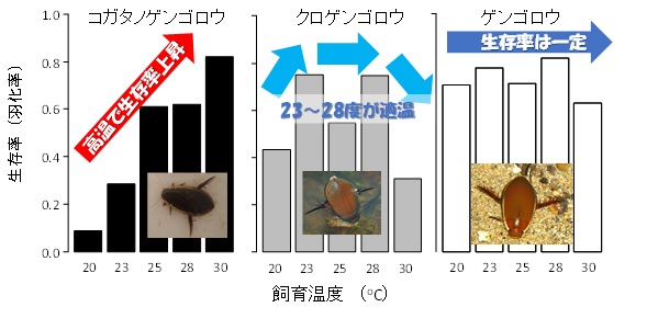 異なる温度条件下で飼育したときのゲンゴロウ類幼虫の羽化率
