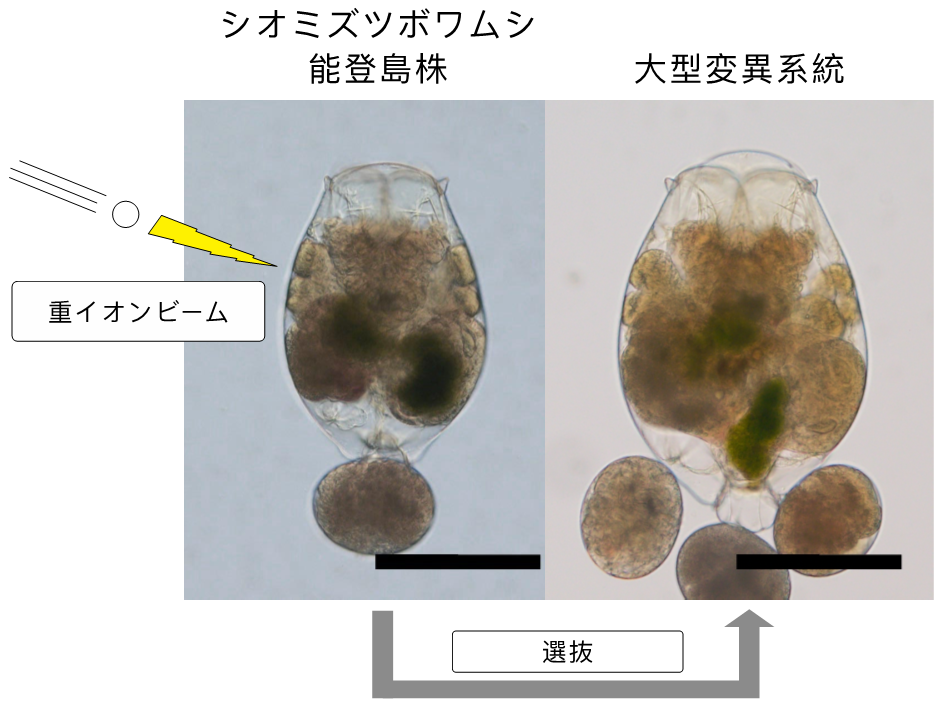 シオミズツボワムシの能登島株と大型変異系統の比較