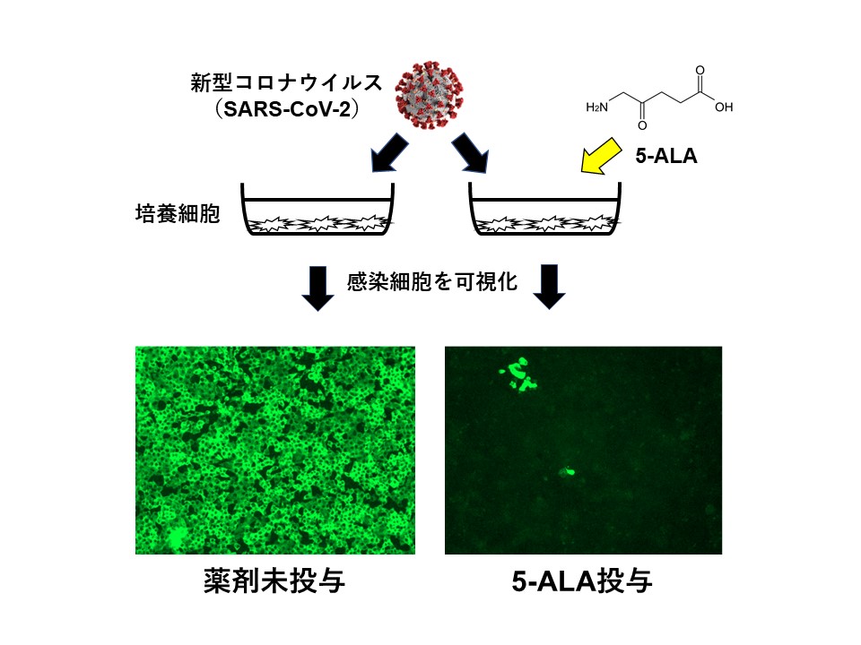 感染実験及び5-ALAの感染抑制効果の概要（下図：感染細胞の免疫染色像）