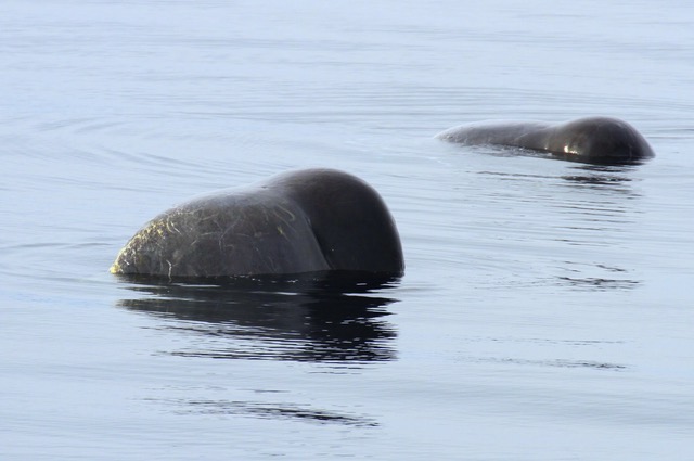 一緒に水面で休息するオスのマッコウクジラ