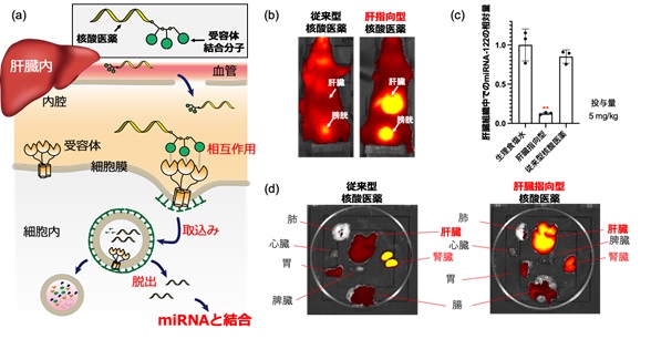 miRNA-122に対する肝臓指向型小さな核酸医薬