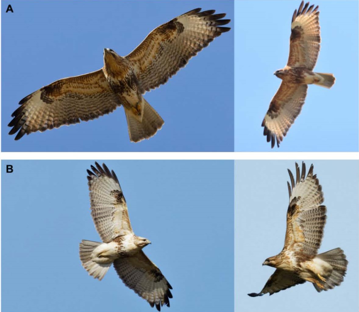 極東の鳥類 No1～23 23冊 サハリンの鳥類、南ウスリーの鳥類他