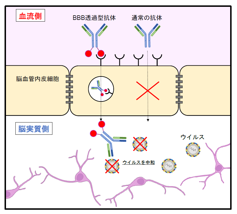 ダニ媒介性脳炎ウイルスに対し、感染後の脳内からウイルスを排除できることを発見～血液脳関門を通過する抗体で高病原性脳炎ウイルスの治療の可能性～