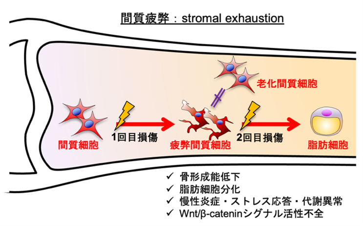 骨折後の骨は本当に元通りに治るのか？ ～骨を構成する間質細胞の「疲弊」が骨の再生能力を低下させる～